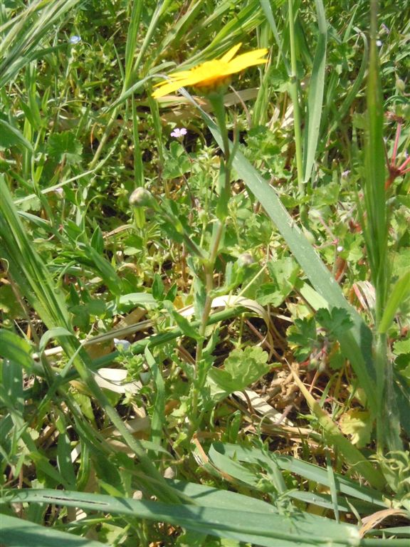 Glebionis segetum / Crisantemo campestre